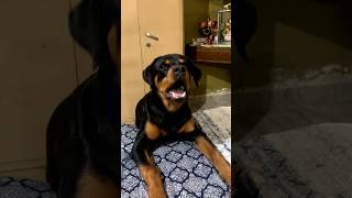 Rottweiler Dog Barking rottweiler dog pets dogbarking viralshorts youtubeshorts [upl. by Cynthia]