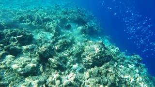 Snorkelling at Finolhu Baa Atoll Maldives [upl. by Ailido]