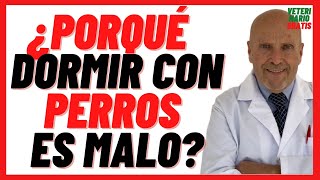 🔵ENFERMEDADES que se Transmiten por DORMIR con los PERROS 🔵¿DORMIR con PERROS en la CAMA es MALO 🔵 [upl. by Inus]