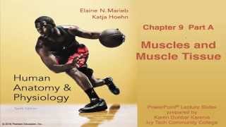 Anatomy amp Physiology Chapter 9 Part A Lecture  Muscles and Muscle Tissue [upl. by Eelinej916]