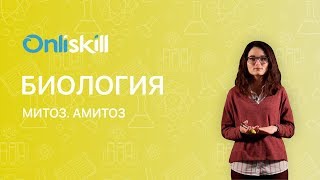 Биология 10 класс  Митоз Амитоз [upl. by Mcnamee]