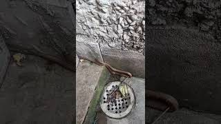 These types of snakes hide in crevices cuddalore neyveli cuddaloredistrict snakeindia chennai [upl. by Neelra]