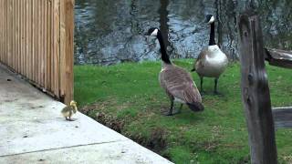 Bird Fight Canada Geese vs Swan HD [upl. by Etaner589]