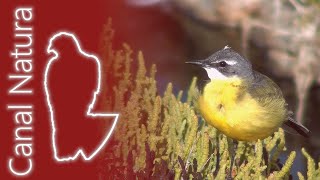 Lavandera boyera Motacilla flava Yellow Wagtail [upl. by Elsey]