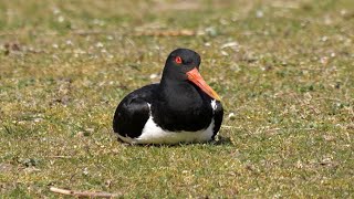 Eurasian Oystercatcher and its Call [upl. by Asilenna]