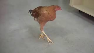 Mareks disease in freerange chicken [upl. by Oecile]