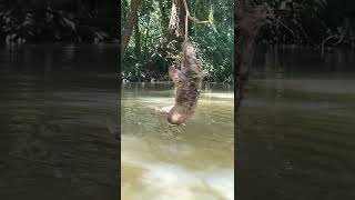 🦥ThreeFingered Sloth Hanging Over a River in Costa Rica [upl. by Willman540]