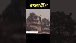 ISSO SERIA UM GIGANTE EM MINAS GERAIS youtubeshorts sinistros assombroso fantasmas [upl. by Aroz]