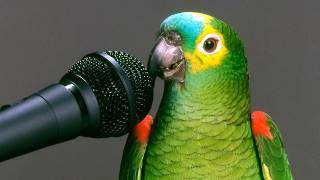 Why Parrots Can Talk Like Humans [upl. by Bevon341]