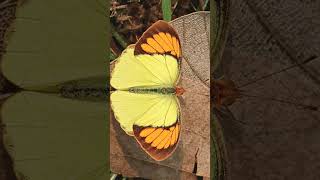 Yellow Orange Tip Ixias pyrene [upl. by Ennaus]