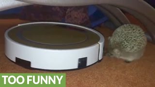 Hedgehog takes on robot vacuum [upl. by Goldwin]