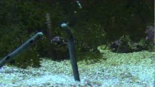 Garden eels in home aquarium [upl. by Enyahc]