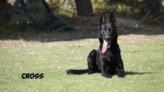 GUARDIA Y PROTECCION TRABAJO DE OBEDIENCIA PARA CON AGRECION PASTOR BELGA MALINOIS [upl. by Atteras917]