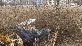 Open Dry Feeding Honey Bees terrific activity around the feeders today  April 15 2019 [upl. by Asirralc]