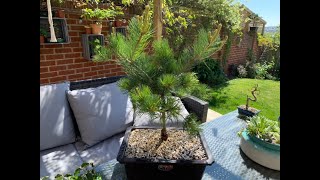 Bonsai Repotting of root bound Pinus parviflora glauca the 5 needle pine [upl. by Ribaj84]