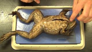 Bullfrog Dissection quotBasicquot [upl. by Enitnemelc565]