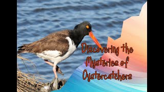 Discovering the Mysteries of Oystercatchers birds animals oyster [upl. by Anehsuc]