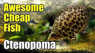 Awesome cheap fish Ctenopoma  Leopard Gourami  Ikan Daun [upl. by Eahsed]