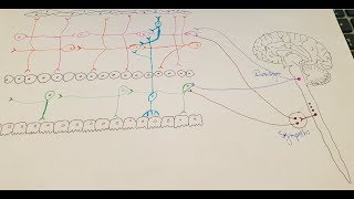 Innervation du système digestif 1ère partie [upl. by Nolana]