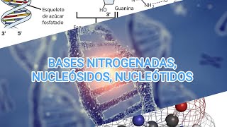 BASES NITROGENADAS NUCLEÓSIDOS NUCLEÓTIDOS 🧬🧪⚗️  Bioquímica I 🪴 [upl. by Ettenauq]