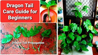 Dragon Tail Plant Propagation amp Care Guide  Epipremnum pinnatum or Tibatib [upl. by Gibbeon]