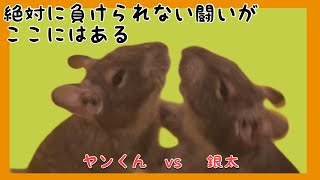 【デグー】デグー相撲‼︎絶対に負けられない闘いがここにはある。デグー デグー相撲 多頭飼い 喧嘩 [upl. by Teteak893]