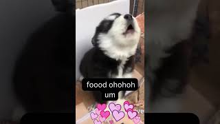 Dramatic Siberian Husky puppy howling Funny videos Funny dogs Cute Animalsdogvideos huskysinging [upl. by Yrokcaz]