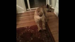 Norwich Terrier Atypical Seizure Disorder aka Paroxysmal Dyskinesia [upl. by Berhley]