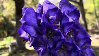 Raining Fall leaves and Purple Monkshood flowers October 6th 2024 [upl. by Maure]