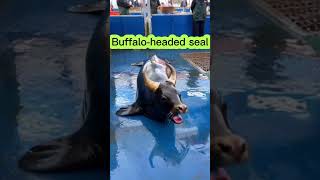 Buffalo head seal feedshorts funny binatanglangka [upl. by Brie]