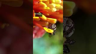 Oz pollinator week REEL V2 wave captions FINAL [upl. by Auhsaj203]