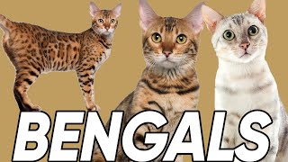 Do You Know These 6 Facts About Bengal Cats [upl. by Jeffry]