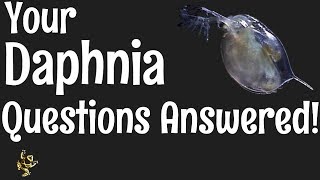 Daphnia Questions Answered [upl. by Adnama]