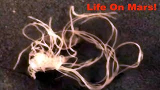 AI Focused Parasite or String on Mars NASA Links UFO Sighting News [upl. by Emogene]