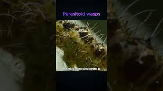 Parasitoid wasps Parasites come out from inside the Caterpillar [upl. by Blanca]