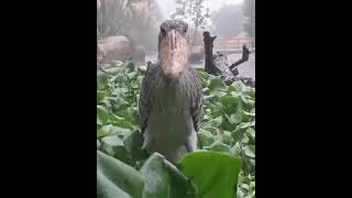 Shoebill storks are native to tropical parts of East Africa [upl. by Darahs]