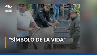 ¿Cómo se recupera el burro Medina herido en incendios suscitados en el departamento del Tolima [upl. by Boorer]