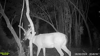 Maurepas Swamp WMA Trail Cam Videos JulyAug [upl. by Oiludbo]