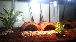 Redfoot Tortoise care and habitat setup [upl. by Janeva22]