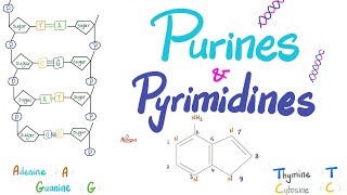 Purines Pyrimidines Nucleotides Nucleosides DNA RNA Denaturation amp Annealing [upl. by Toscano]