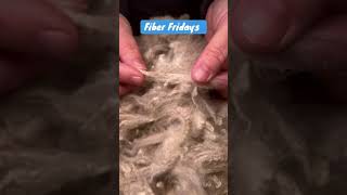 Fiber Friday Cria sheared fleece vs first full growth fleece eagleeyefarm [upl. by Nivrac]