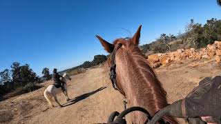 Riding a Young Horse and Getting a Horse To Lead When Nervous  Rocky Mountain Horse Bender [upl. by Zipporah]