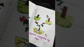 vegetative propagation by stemleaf  thakur pragati singh  short  trend [upl. by Raquela]