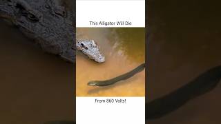 This Alligator Will Die From 860 Volts [upl. by Lauhsoj]