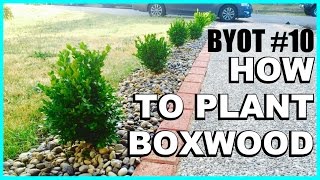 DIY Boxwood Appeal  HOW TO PLANT SHRUBS [upl. by Adnuahsar154]