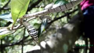 Sri lankan flying snake Chrysopelea taprobanica Dangara Danda [upl. by Hachman847]