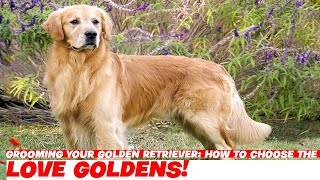 Grooming Your Golden Retriever How to Choose the Right Tools [upl. by Colette]