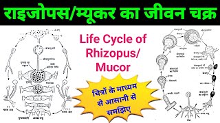 life cycle of rhizopus  rhizopus bsc 1st year  mucor fungi life cycle  rhizopusmucor diagram [upl. by Graner]