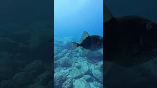 Triggerfish always checking tenerife diving ocean [upl. by Leroi141]