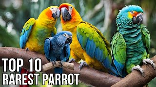 Top 10 Rarest Parrots in The World [upl. by Atinehc]